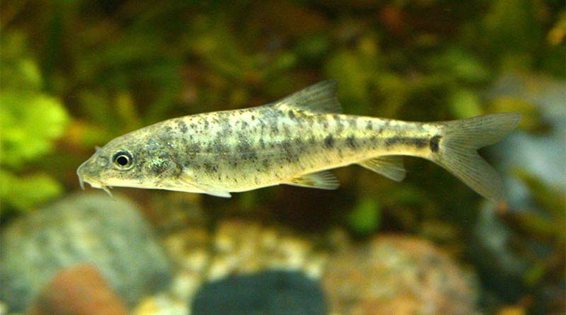 Tauchkurs im Gardasse